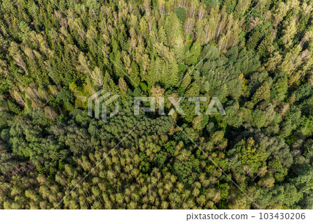 Aerial view of mixed green forest in flight Aerial view of mixed green forest in flight 103430206