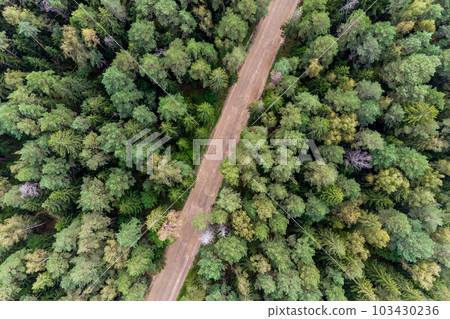 Straight forest road in mixed bright green forest Straight forest road in mixed bright green forest 103430236