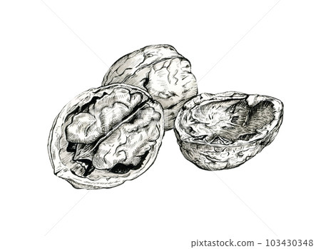 Cracked walnuts ink drawing 103430348