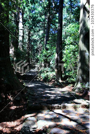 Moss-covered stone steps and 800-year-old old cedar trees…Kumano Kodo “Daimonzaka” Moss-covered stone steps and 800-year-old old cedar trees…Kumano Kodo “Daimonzaka” 103430376