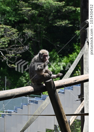 長著美麗皮毛的日本獼猴 長著美麗皮毛的日本獼猴 103430452