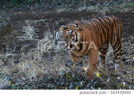 Barking sumatran tiger portrait 103430490