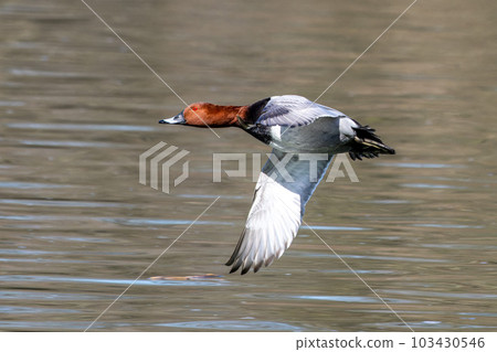 Red-crested Pochard, Netta rufina flying over a lake at Munich, Germany Red-crested Pochard, Netta rufina flying over a lake at Munich, Germany 103430546
