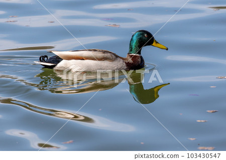 Wild duck or mallard, Anas platyrhynchos swimming in a lake in Munich, Germany Wild duck or mallard, Anas platyrhynchos swimming in a lake in Munich, Germany 103430547