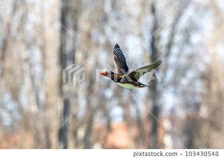 The mandarin duck, Aix galericulata flying at a lake in Munich, Germany 103430548