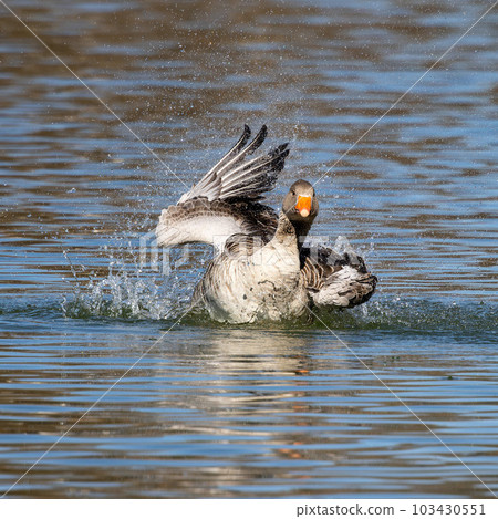 The greylag goose spreading its wings on water. Anser anser is a species of large goose The greylag goose spreading its wings on water. Anser anser is a species of large goose 103430551