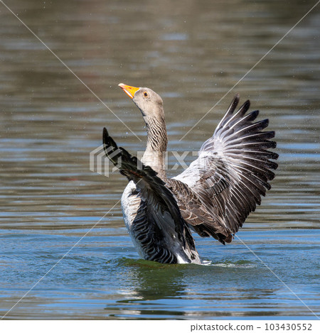 The greylag goose spreading its wings on water. Anser anser is a species of large goose 103430552