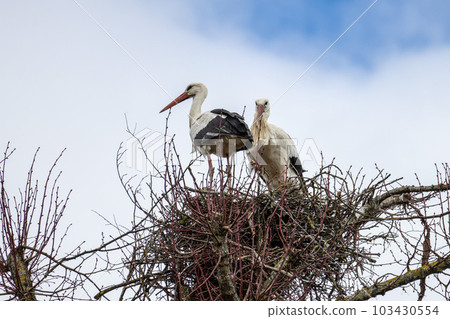 White Stork, Ciconia ciconia on the nest in Oettingen, Swabia, Bavaria, Germany, Europe 103430554