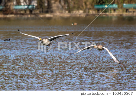 The flying greylag goose, Anser anser is a species of large goose The flying greylag goose, Anser anser is a species of large goose 103430567