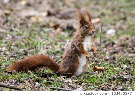 Grey squirrel, Sciurus at Old North Cemetery of Munich, Germany 103430577