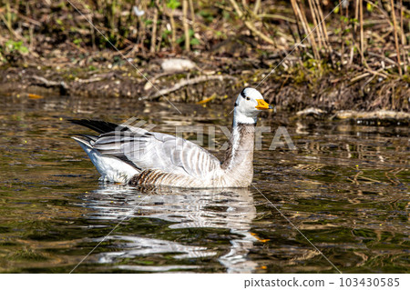 The bar-headed goose, Anser indicus seen in English Garden in Munich The bar-headed goose, Anser indicus seen in English Garden in Munich 103430585
