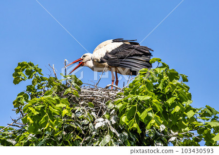 White Stork, Ciconia ciconia on the nest in Oettingen, Swabia, Bavaria, Germany, Europe White Stork, Ciconia ciconia on the nest in Oettingen, Swabia, Bavaria, Germany, Europe 103430593