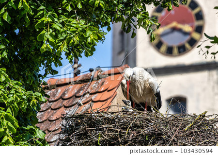 European white Stork, Ciconia ciconia with small babies on the nest in Oettingen, Swabia, Bavaria, Germany, Europe 103430594