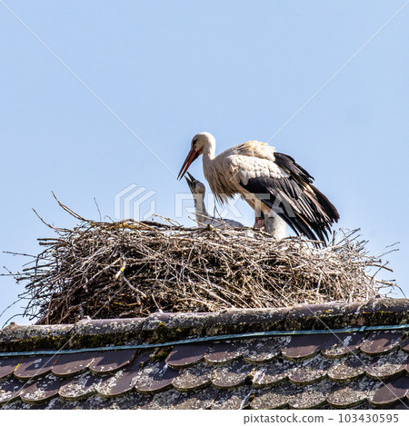 European white Stork, Ciconia ciconia with small babies on the nest in Oettingen, Swabia, Bavaria, Germany, Europe 103430595