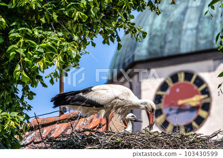 European white Stork, Ciconia ciconia with small babies on the nest in Oettingen, Swabia, Bavaria, Germany, Europe European white Stork, Ciconia ciconia with small babies on the nest in Oettingen, Swabia, Bavaria, Germany, Europe 103430599