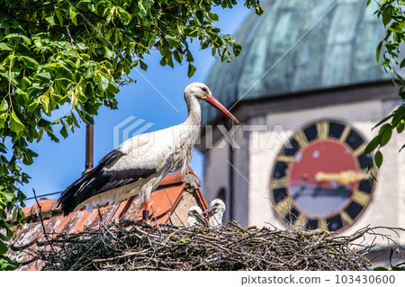 European white Stork, Ciconia ciconia with small babies on the nest in Oettingen, Swabia, Bavaria, Germany, Europe 103430600