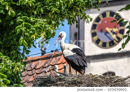 European white Stork, Ciconia ciconia with small babies on the nest in Oettingen, Swabia, Bavaria, Germany, Europe European white Stork, Ciconia ciconia with small babies on the nest in Oettingen, Swabia, Bavaria, Germany, Europe 103430601