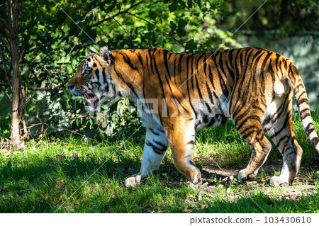 The Siberian tiger,Panthera tigris altaica in a park 103430610