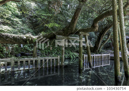 鹿島神宮深處神秘的御手洗池 103430754