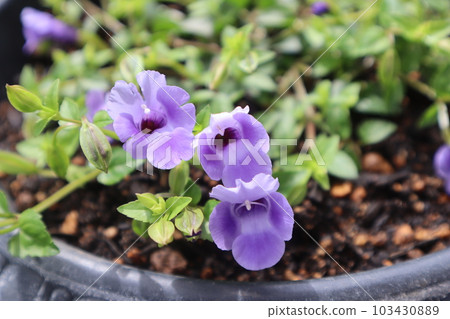 supertorenia catalina 的藍色花朵 supertorenia catalina 的藍色花朵 103430889