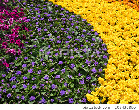 Colorful flower bed Colorful flower bed 103430890