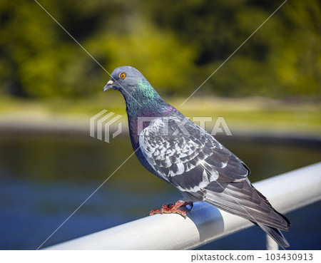 Wild synanthropic rock dove or pigeon. sits on metal fence. 103430913