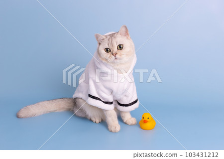 Adorable white cat is sitting in a white bathrobe, on a blue background Adorable white cat is sitting in a white bathrobe, on a blue background 103431212