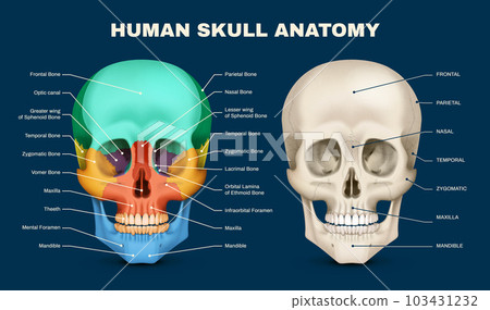 Skull Anatomy Infographic 103431232