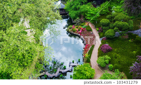 Amazing  aerial view  on zigzag wooden bridge  and blossoming nature (rhododendron  or azalea) in   Japanese garden  in Kaiserslautern and red maple trees. 103431279