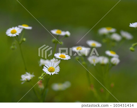 Himione的花 103431414