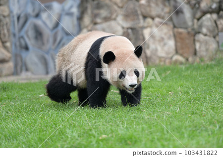 Yohama taking a walk 103431822