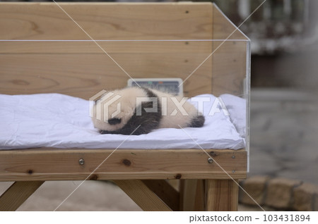 50 days old Yuhama 103431894