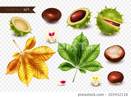 Realistic Chestnut Set - Stock Illustration [103432116] - PIXTA