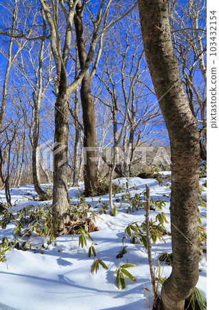Scenery of Mt. Akagi in severe winter (Mountain trail from Mt. Komagatake starting point / January 2023) Scenery of Mt. Akagi in severe winter (Mountain trail from Mt. Komagatake starting point / January 2023) 103432154