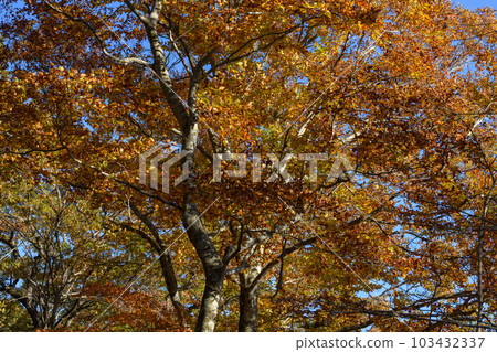 鹽原大沼公園的秋葉 103432337