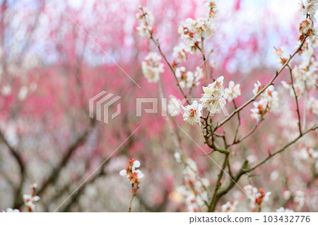 White plum blossom winter solstice White plum blossom winter solstice 103432776