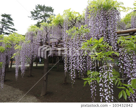 At wisteria garden 103432842