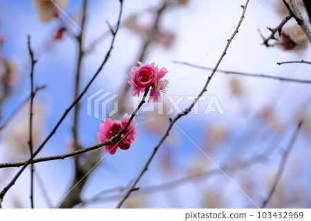Cute ume flower 103432969