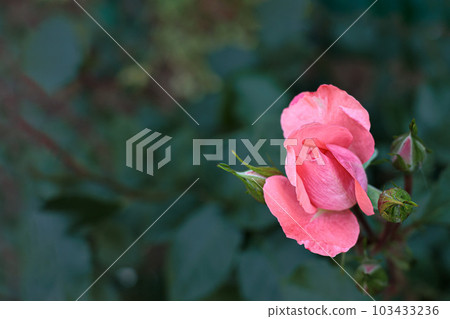 治愈許多人心中的七彩玫瑰 103433236