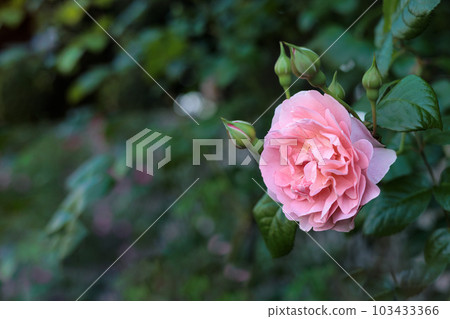 治愈許多人心中的七彩玫瑰 103433366