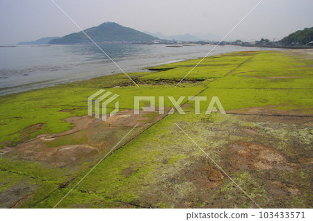 Takuma Naval Air Corps flying boat runway remains covered in seaweed 103433571