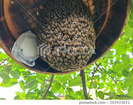 Recycling of waste Japanese honeybee colony trapping machine Excellent effect! Recycling of waste Japanese honeybee colony trapping machine Excellent effect! 103433631