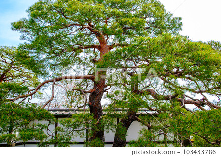 Red pine of Kyoto Imperial Palace 103433786