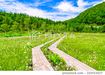 Cottonwood from Tanohara Marsh 103433837