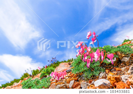 藍天和Dicentra 藍天和Dicentra 103433881