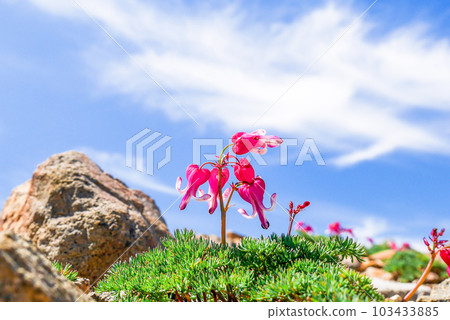 夏天的駒草 103433885