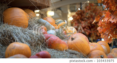 Blurred Autumn coloful background with pumpkins and Marple leaves Blurred Autumn coloful background with pumpkins and Marple leaves 103433975