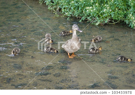 疏水斑嘴鴨親子 103433978