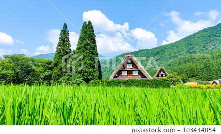 Summer Shirakawa Town 103434054