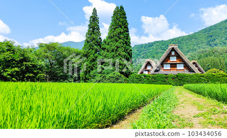 Summer Shirakawa Town 103434056